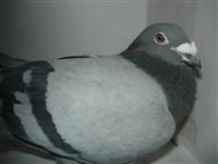 Gołębie zdjęcie